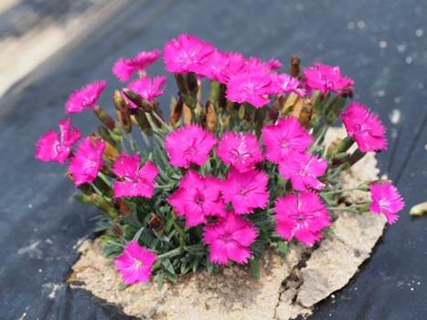 Dianthus ‘Gerard’